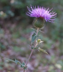 Cirsium laniflorum