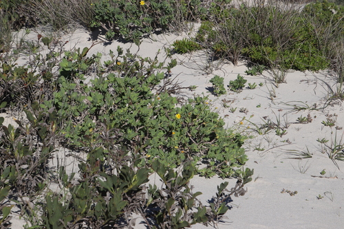 Othonna coronopifolia