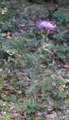 Cirsium laniflorum