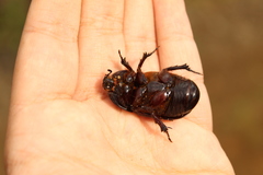 Ancognatha scarabaeoides