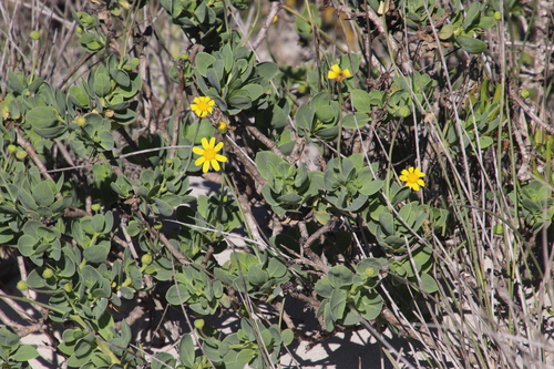 Othonna coronopifolia