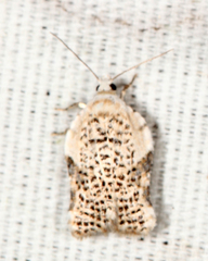 Acleris subnivana