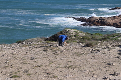 Carpobrotus quadrifidus