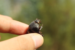 Ancognatha scarabaeoides