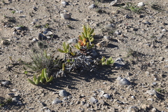 Carpobrotus quadrifidus