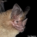 Pygmy Round-eared Bat - Photo (c) yuriaguire88, some rights reserved (CC BY-NC), uploaded by yuriaguire88