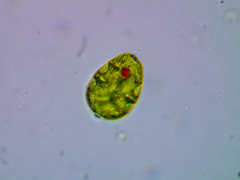 Lepocinclis ovum