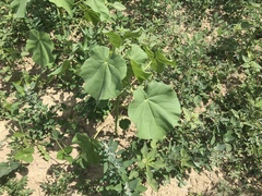 Abutilon theophrasti