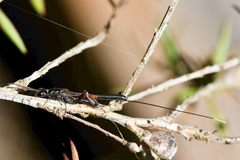 Gasteruption jaculator