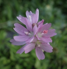 Sidalcea oregana oregana
