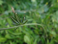 Sidalcea oregana oregana
