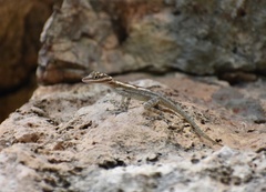 Anolis lucius