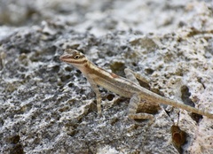 Anolis lucius