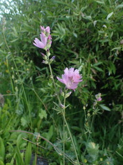 Sidalcea oregana oregana