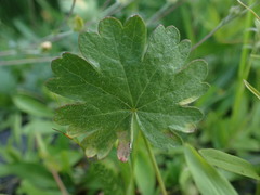 Sidalcea oregana oregana
