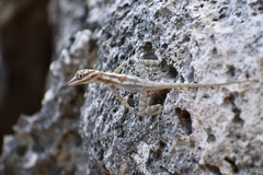 Anolis lucius
