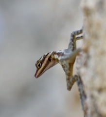 Anolis lucius