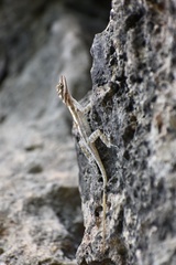 Anolis lucius