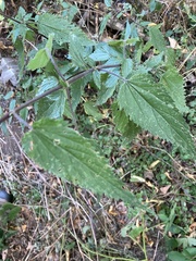 Urtica galeopsifolia