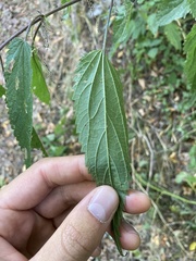 Urtica galeopsifolia