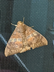 Ophisma