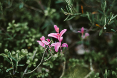 Exobasidium karstenii