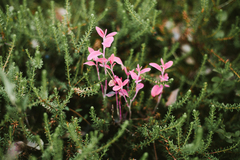 Exobasidium karstenii