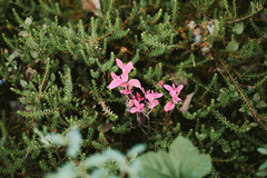 Exobasidium karstenii