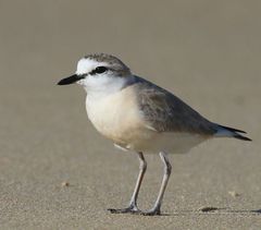 Charadrius marginatus arenaceus