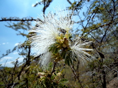 Acacia acatlensis (Havardia acatlensis)