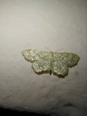 Idaea moniliata