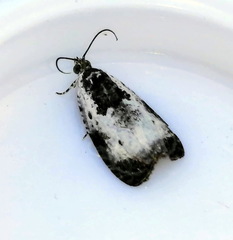 Olethreutes malana