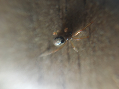 Steatoda nobilis