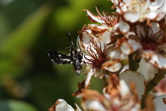 Thyris usitata