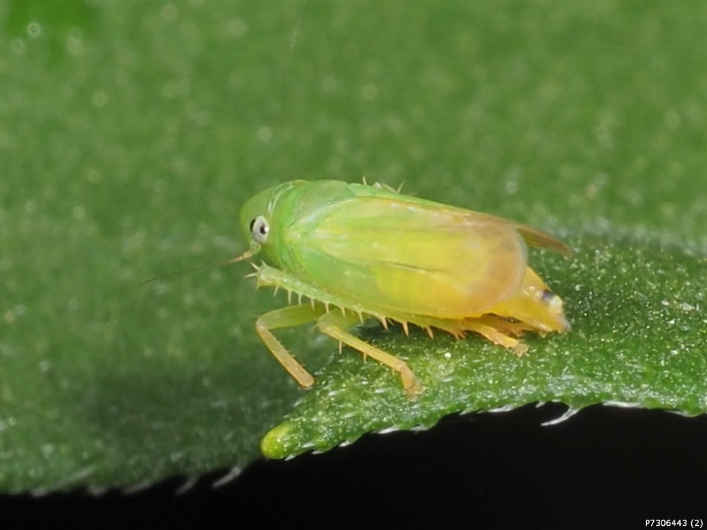 Neocoelidia orientalis