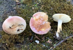 Russula versicolor