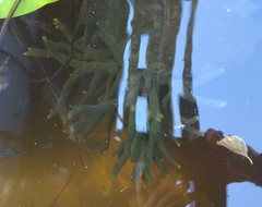 Ephydatia fluviatilis