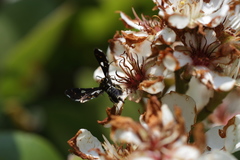 Thyris usitata