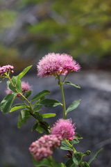 Spiraea splendens
