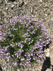 Penstemon lyallii