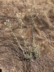 Pseudognaphalium ramosissimum