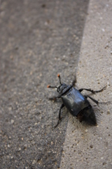 Nicrophorus nigrita