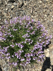 Penstemon lyallii