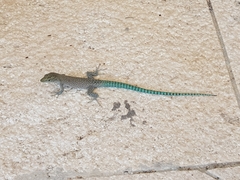 Dalmatolacerta oxycephala