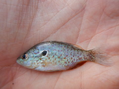 Lepomis humilis