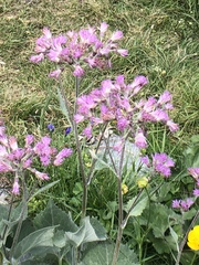 Adenostyles leucophylla