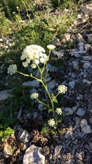 Silphiodaucus hispidus