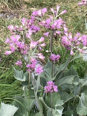 Adenostyles leucophylla