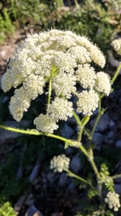 Silphiodaucus hispidus