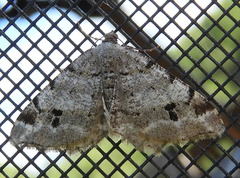 Macaria pinistrobata